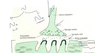 neuromuscular junction blockers  Depolarizing and non Depolarizing blockers [upl. by Leaj361]