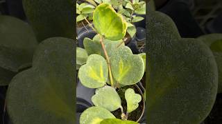 Hoya Plants  Vandermeer Nursery Sept 21 [upl. by Stambaugh800]