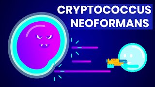 Cryptococcus neoformans And how it affects HIVAIDS patients [upl. by Daryle]