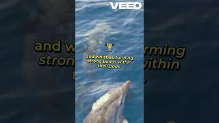 Dolphins 🐬 🐬 aplaceinthesun capybara animals [upl. by Bordiuk341]