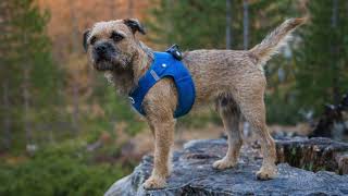 BORDER TERRIER WOODY loves Switzerland [upl. by Engle194]