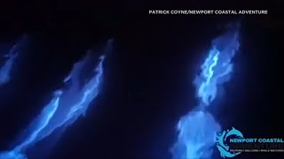 AMAZING Glowing dolphins glide through bioluminescent waves in Newport Beach  ABC7 [upl. by Reeher]