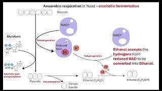 Anaerobic respiration OCR A ALevel Biology Revision 522 Respiration [upl. by Clarie]