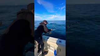 Giant Bluefin Tuna on spinning gear part 2 [upl. by Heigho]