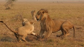 Doku Mosambik  Morgenröte über Gorongosa HD [upl. by Gelasias]