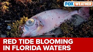 Nicole And Ian Harmful Red Tide Emerges Along Florida Coastline After Hurricanes [upl. by Domella]