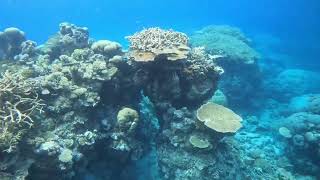 A day trip to the great barrier reef [upl. by Weisberg]