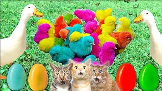 Catch Cute Chickens Colorful Chicken Rainbow Chicken Rabbits Cute Cat Duckling cute animal 1 [upl. by Misty436]