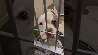 Kalani A538575 pibble morenovalley adoptme [upl. by Bakerman]