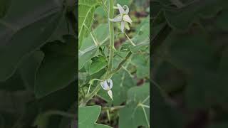 Solanum with White flowers [upl. by Bayard33]