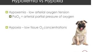 Hypoxia vs Hypoxemia [upl. by Mccullough]