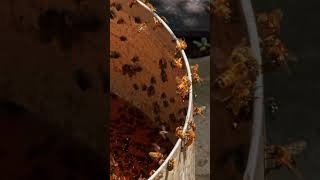 Bees and Flies Swarming Around Fermentation Residue in a Bucket [upl. by Iago949]