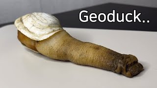 What Is So Unique About a Geoduck   Geoduck Dissection [upl. by Farmelo595]