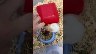 Anne hamster’a çaktırmadan yavruları kontrol edip kokunun kaynağını bulmam gerek😢 hamsters merak [upl. by Sirtemed]