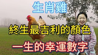 生肖屬相雞！屬雞人終身最吉利的顏色！生肖屬雞人一生的幸運數字！本期視頻講述生肖雞！生肖 風水 財運 佛教 [upl. by Nossaj121]