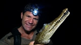 American Crocodile  Up Close and Personal  Deadly 60  BBC Earth [upl. by Hutson]