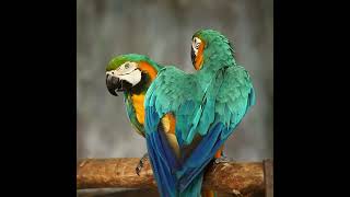 Healing Sounds of the Rainforest Birds 💙💛 Blue and Gold Macaw Sounds and Calls [upl. by Bast50]