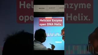 Helicase Enzyme open the DNA Helix [upl. by Roinuj]