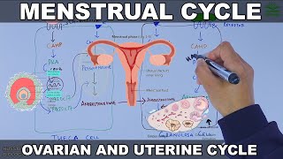 Menstrual Cycle  Ovarian and Uterine Cycle [upl. by Tram]