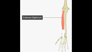 Anatomy of the extensor digitorum Muscle  Overview Origin Insertion Function Location Nerve [upl. by Yanel]