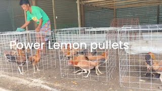 Power Lemon Pullets  Ray Boy Guinit [upl. by Yblek]