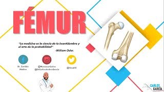 Anatomía  Fémur Línea Áspera Trocánteres Inserciones Musculares [upl. by Bigot]