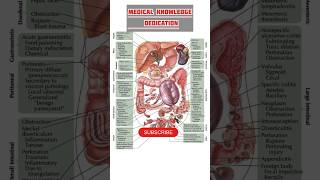 Abdomen pain region animation  Stomach pain  Colicky pain [upl. by Yanal]