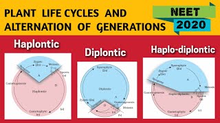 Alternation of generation in Plants NEET 2020  Haplontic Diplontic amp Haplo Diplontic Life Cycle [upl. by Damalas362]