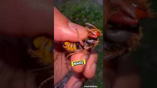 Deadly Insect 😱 shorts [upl. by Ahsratal]