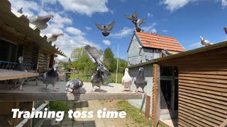 Belgian Racing Pigeons  Loft Training The 2021 Youngbirds  Good Progress [upl. by Tigirb]