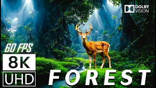 FOREST  Scenic Relaxation Film With Calming Music  8K 60fps Video UltraHD [upl. by Dielle]