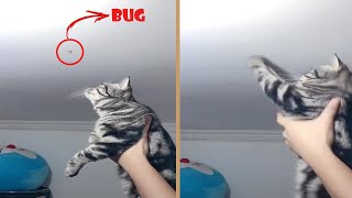 Cat Catches And Eats Bug On Ceiling With Owners Help [upl. by Oech]