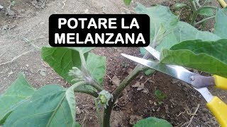 POTARE LA MELANZANA [upl. by Pardoes]