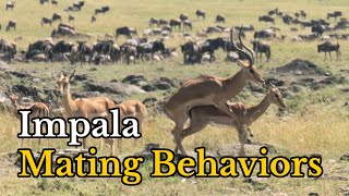 Surprising Facts About Impalas Mating Behaviors  Aepyceros melampus Real Mating Footages [upl. by Zorine]