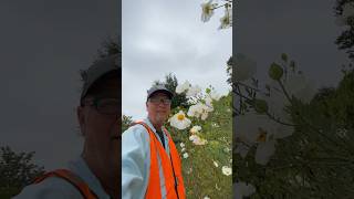 Matilija Poppy Fried Egg Plant Flowers Romneya coulteri shorts [upl. by Itsud]