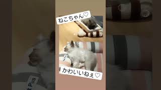 インスタ限定ストーリー動画Part10二匹の猫〜いやしを添えて〜 インスタグラム インスタストーリー インスタフォローしてね [upl. by Alyss983]