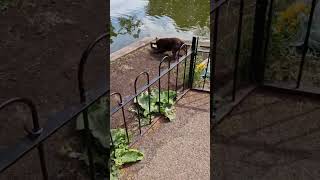 Patterdale terriers catches big rat at fishing lake [upl. by Farkas]