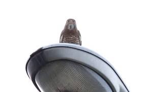 Greyfaced Buzzerd call Butastur indicus HD youtube stabilizer test [upl. by Sabah]