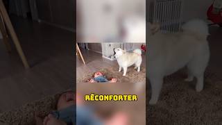 Une Scène Touchante dEmpathie Canine shortvideo chien shorts divertissement pets [upl. by Thatcher]