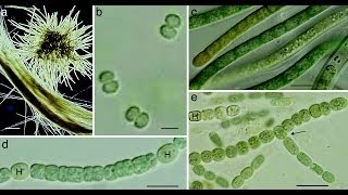 Cyanobacteria [upl. by Viehmann]