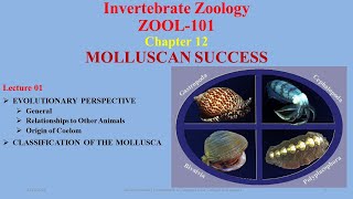 Mollusca Evolutionary Perspective amp Origin of Coelom Classification Mollusca [upl. by Abrahan]