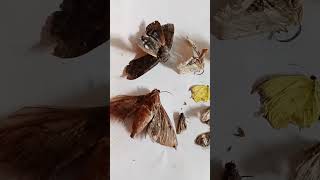 Life cycle of butterfly has ended Female butterflies died after laying eggs butterfly nature [upl. by Dorri]