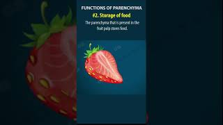 Tissues Class 9  permanent tissues in plants  cbse 9 Biology  chapter 6 NCERT  shorts [upl. by Aemat]