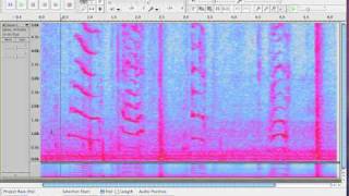 Exploring Audacitys Spectrogram View [upl. by Ettezzus]