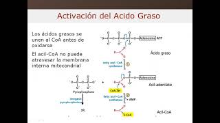 Morfofisiología I  Metabolismo de Lípidos 36 [upl. by Tlaw587]