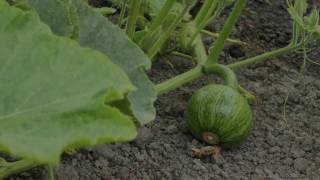 Summer Squash Growing Time Lapse [upl. by Gilmer902]