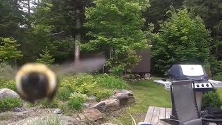 Camera Attacked by Bee Bee flys into camera [upl. by Liahcim176]