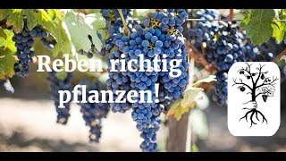 Reben richtig pflanzen  so pflanzt man im Garten  Tafeltrauben [upl. by Jonina65]