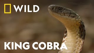 King Cobra vs King Cobra  Snake Bite  National Geographic WILD UK [upl. by Karina559]