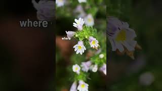 Eyebright  A Natural Solution for Catarrh Relief  Medicinal Plants  Blissed Zone [upl. by Derby]